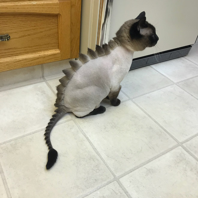 Corte de pelo de gato dinosaurio.