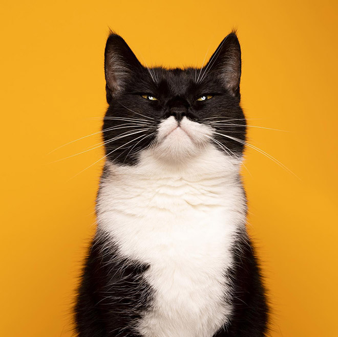 Retratos de gatos del catógrafo Nils Jacobi.
