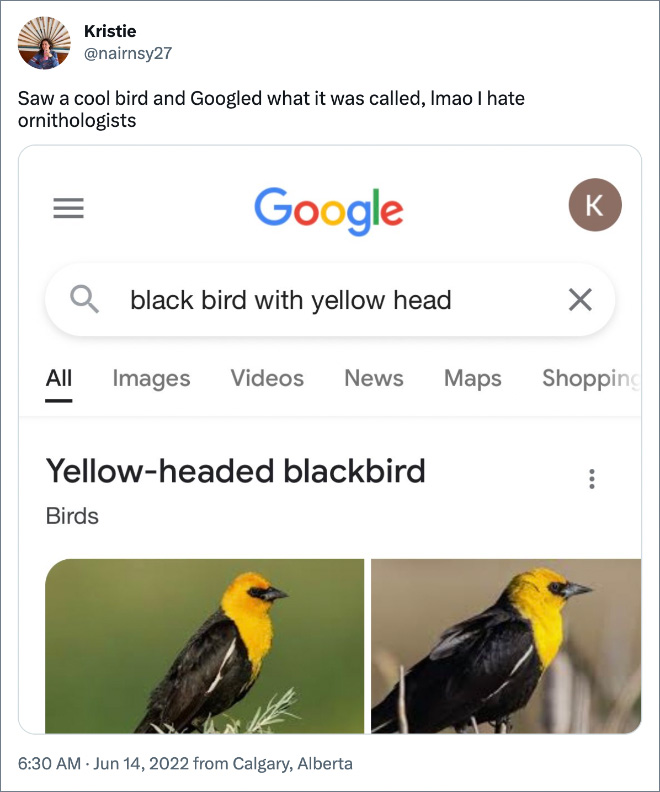 Vi un pájaro genial y busqué en Google cómo se llamaba, lmao, odio a los observadores de aves