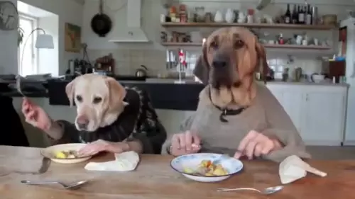 Dos perros para comer.