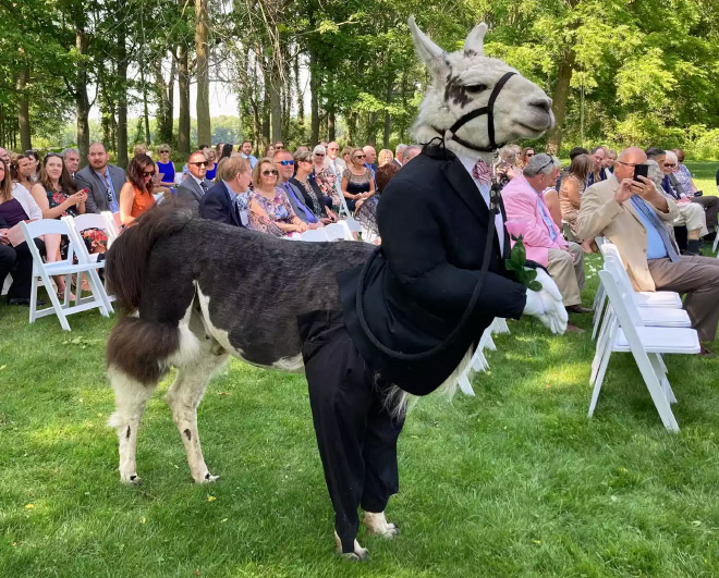 Llama de boda.