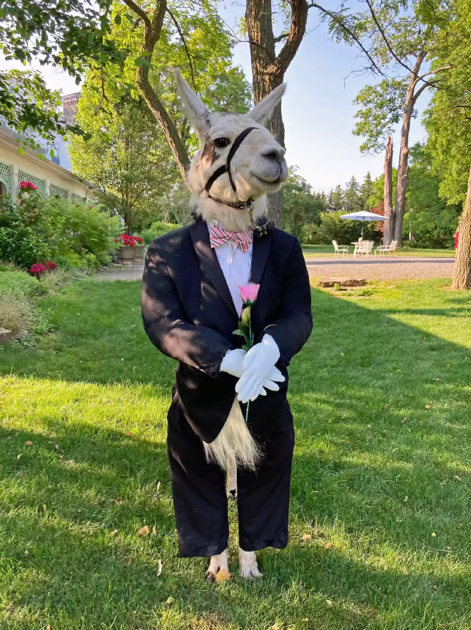 Llama de boda.