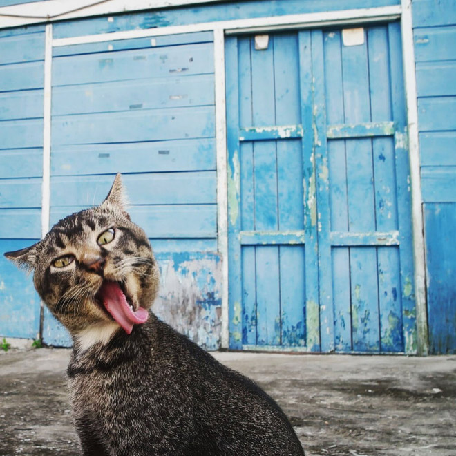 foto divertida de "Premios de fotografía de mascotas de comedia" competencia.