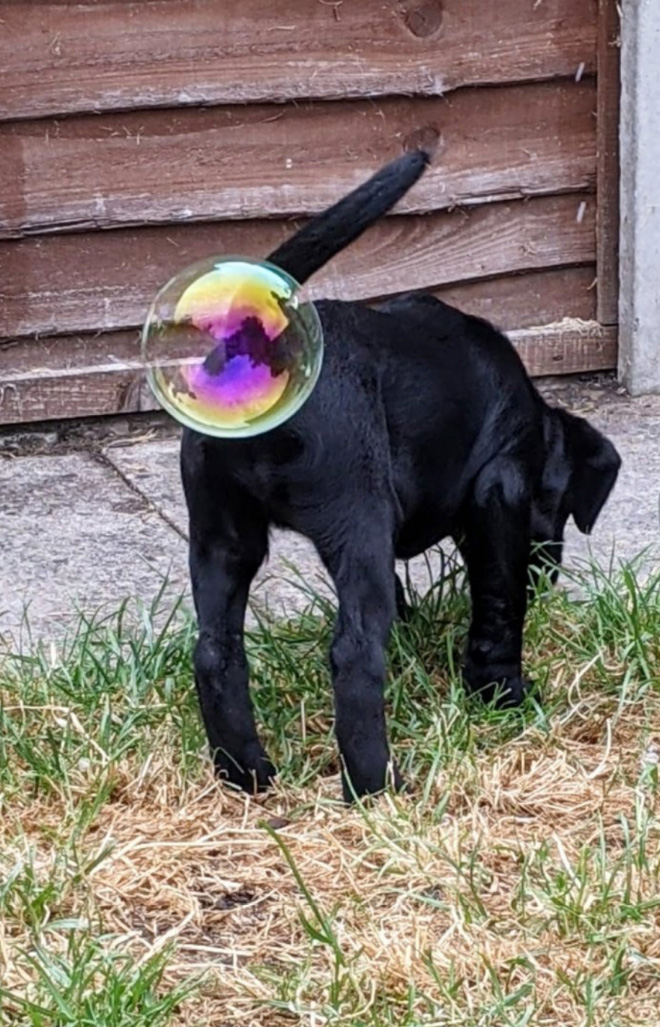 foto divertida de "Premios de fotografía de mascotas de comedia" competencia.