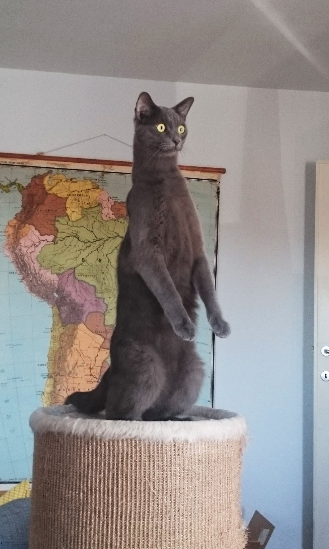 foto divertida de "Premios de fotografía de mascotas de comedia" competencia.