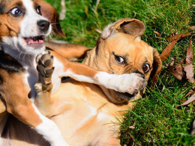 foto divertida de "Premios de fotografía de mascotas de comedia" competencia.