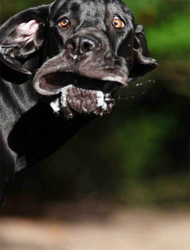 foto divertida de "Premios de fotografía de mascotas de comedia" competencia.