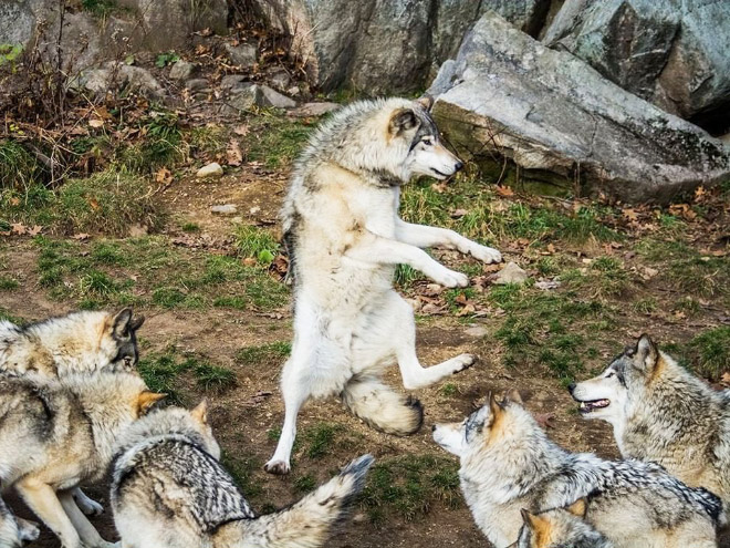 foto divertida de "Premios de fotografía de mascotas de comedia" competencia.