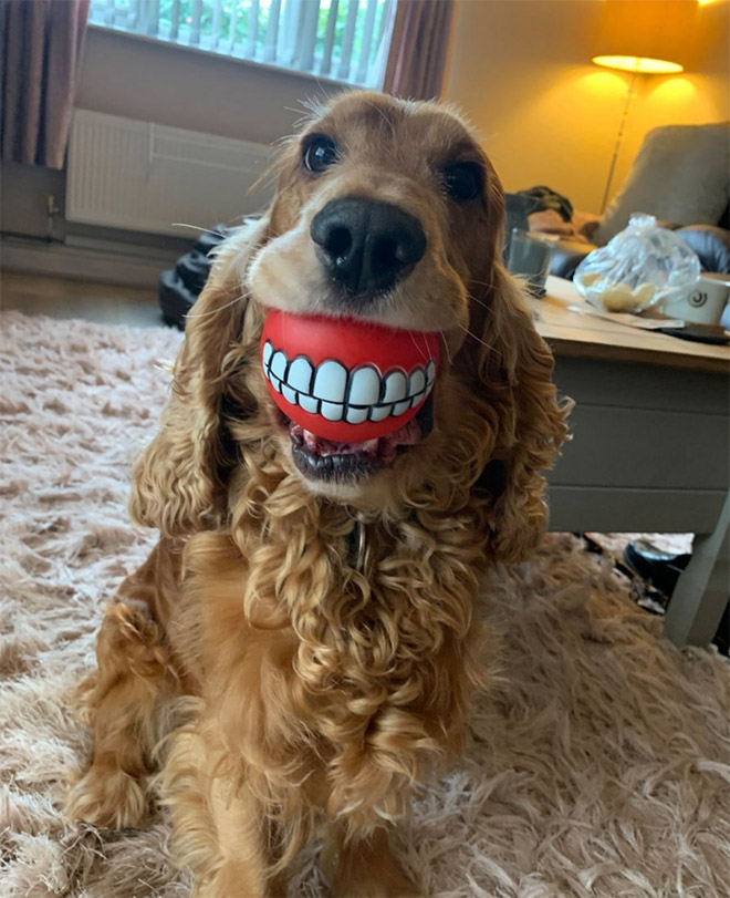 foto divertida de "Premios de fotografía de mascotas de comedia" competencia.