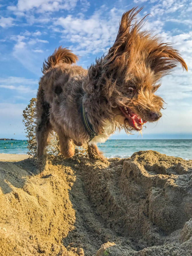 foto divertida de "Premios de fotografía de mascotas de comedia" competencia.