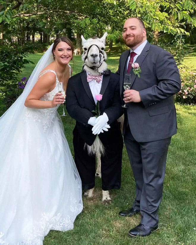 Llama de boda.
